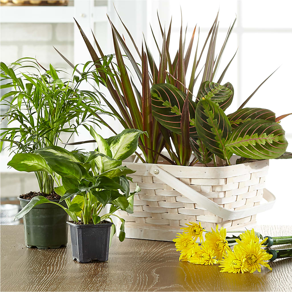 Florist Designed Blooming and Green Plants in a Basket – Distinctive Design Studio Llc, Ham Lake MN
