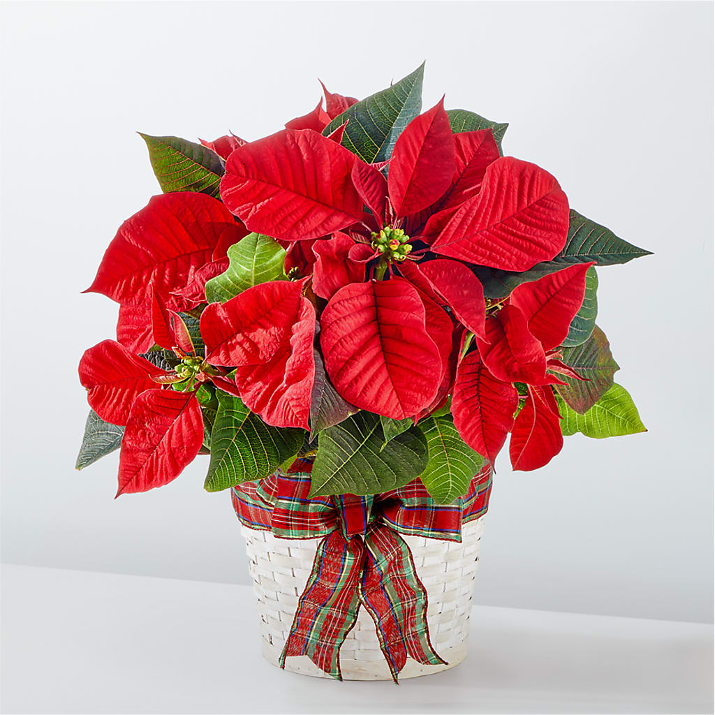 Happiest Holidays Poinsettia – Distinctive Design Studio Llc, Ham Lake MN