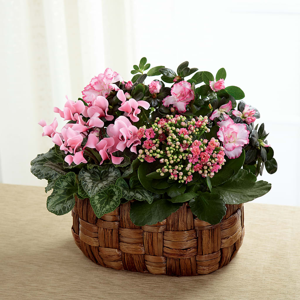 Pink Assortment – Distinctive Design Studio Llc, Ham Lake MN