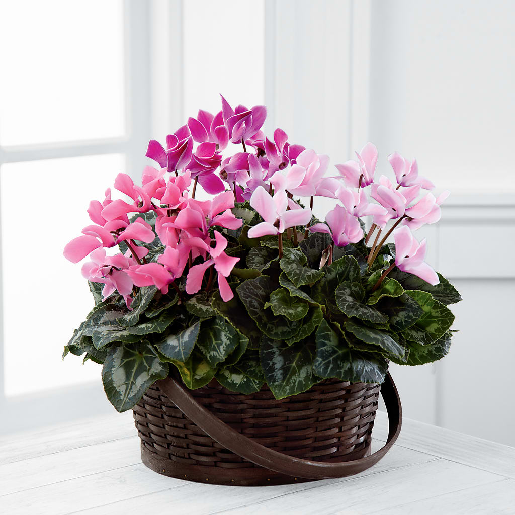 Mixed Cyclamen Planter – Distinctive Design Studio Llc, Ham Lake MN