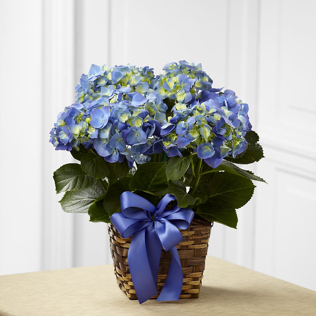 Blue Hydrangea Planter – Distinctive Design Studio Llc, Ham Lake MN