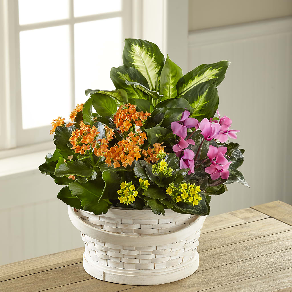 Color Crush Dishgarden – Distinctive Design Studio Llc, Ham Lake MN