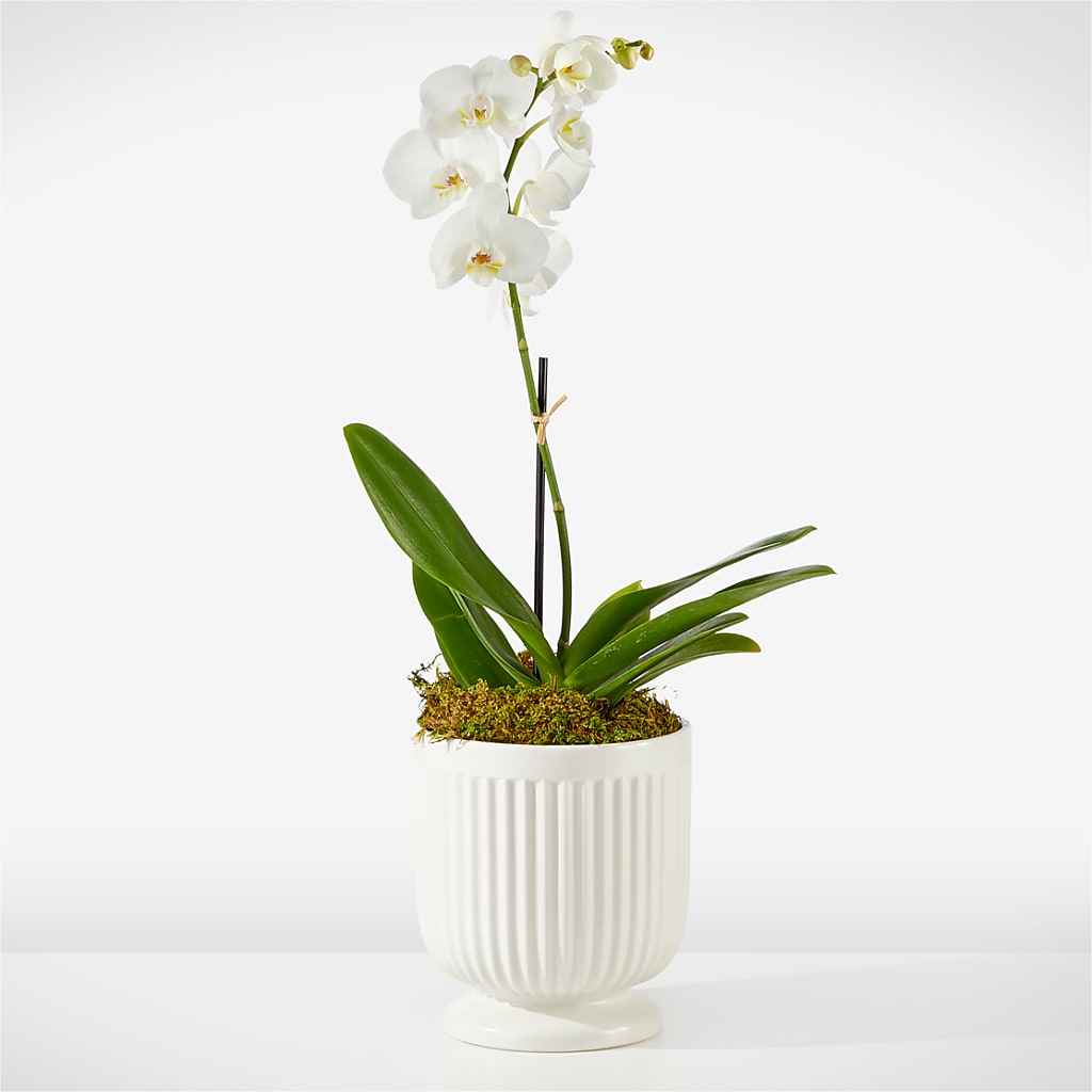 Whispering White Orchid – Distinctive Design Studio Llc, Ham Lake MN