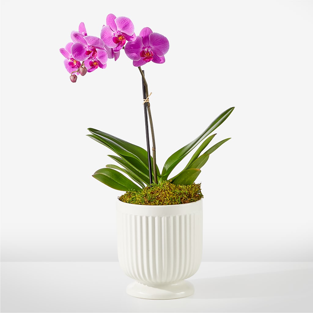 Friendly Fuchsia Orchid – Distinctive Design Studio Llc, Ham Lake MN