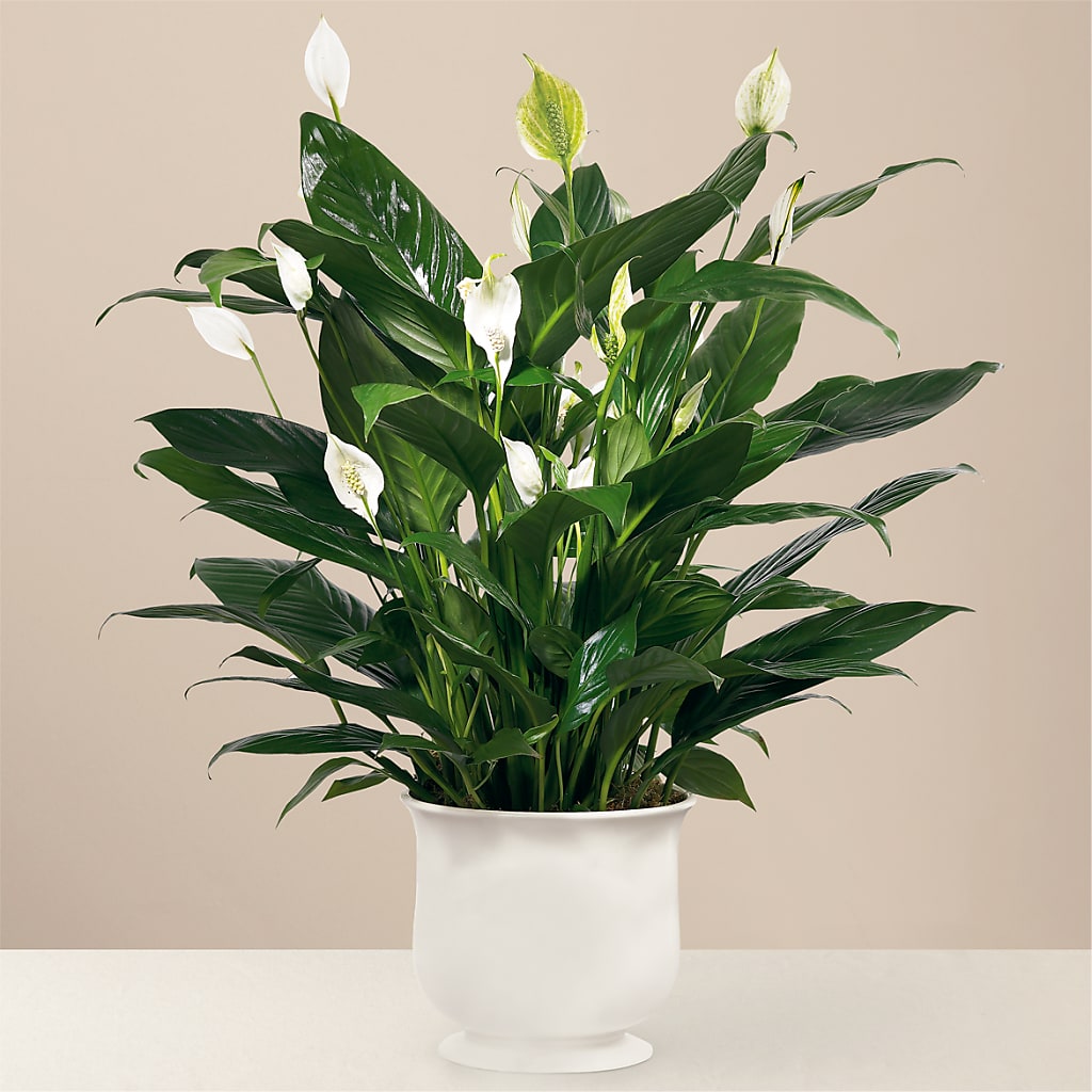 Comfort Planter – Distinctive Design Studio Llc, Ham Lake MN