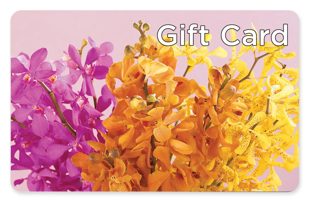 Gift Card – Distinctive Design Studio Llc, Ham Lake MN