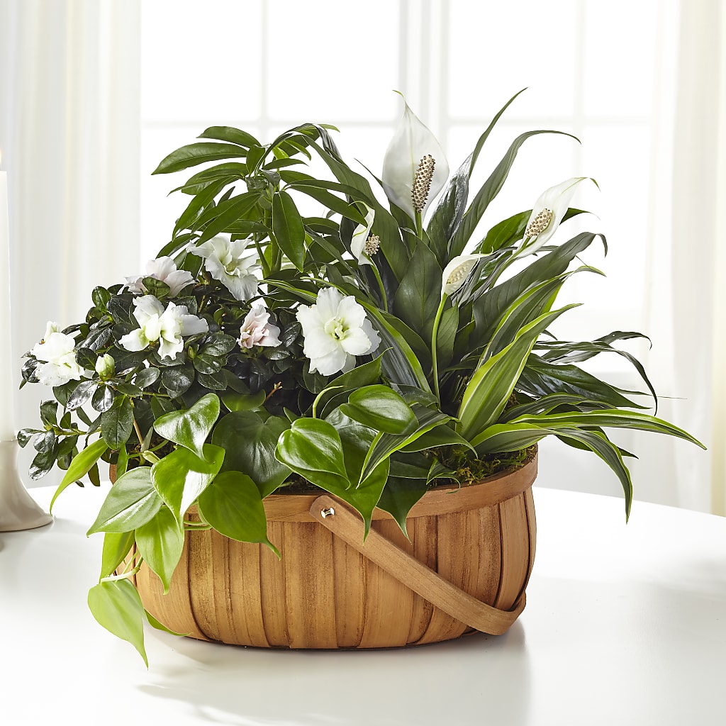 Serene Dishgarden – Distinctive Design Studio Llc, Ham Lake MN