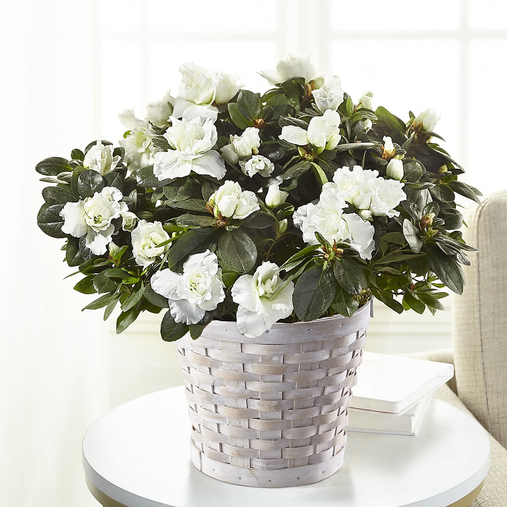 White Azalea Plant – Distinctive Design Studio Llc, Ham Lake MN