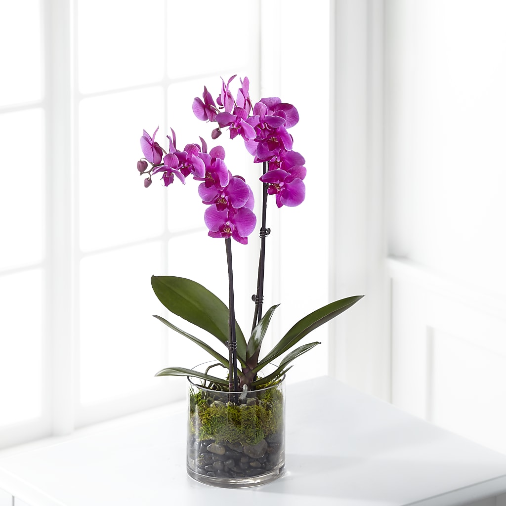 Pink Orchid Plant – Distinctive Design Studio Llc, Ham Lake MN