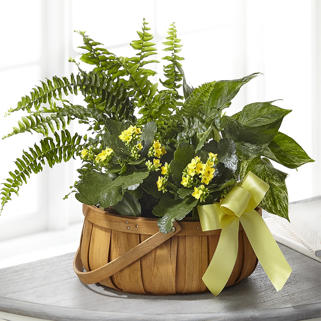 Always Dear Dishgarden – Distinctive Design Studio Llc, Ham Lake MN