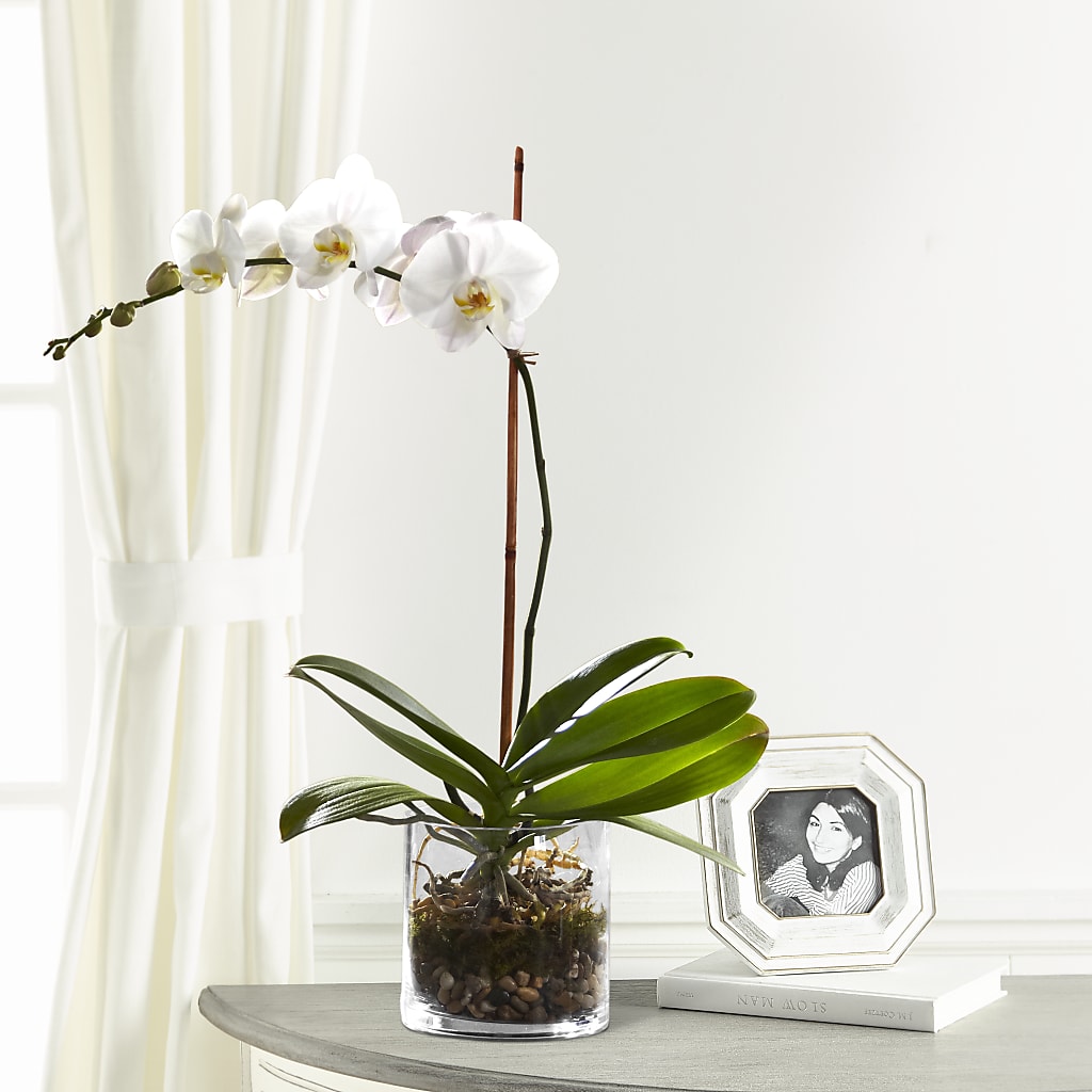 White Orchid Planter – Distinctive Design Studio Llc, Ham Lake MN