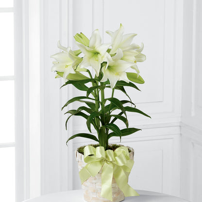 Easter Lily Plant –  Distinctive Design Studio Llc, Ham Lake MN