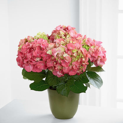 Pink Hydrangea Planter –  Distinctive Design Studio Llc, Ham Lake MN