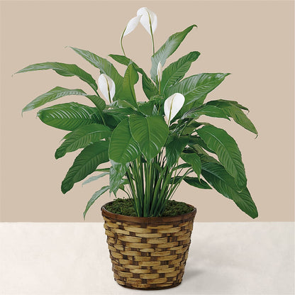 Tranquil Moments Peace Lily Plant –  Distinctive Design Studio Llc, Ham Lake MN