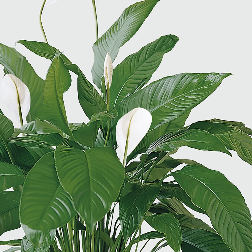 Tranquil Moments Peace Lily Plant –  Distinctive Design Studio Llc, Ham Lake MN