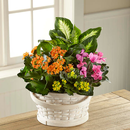 Color Crush Dishgarden –  Distinctive Design Studio Llc, Ham Lake MN