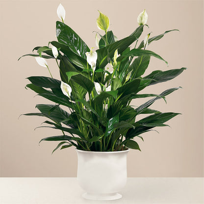 Comfort Planter –  Distinctive Design Studio Llc, Ham Lake MN