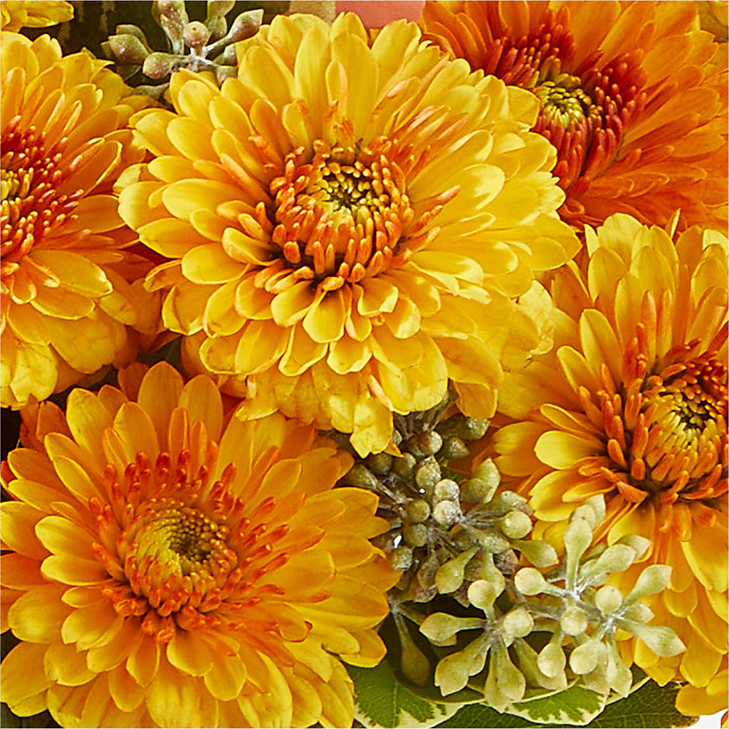 Peachy Pumpkin –  Distinctive Design Studio Llc, Ham Lake MN