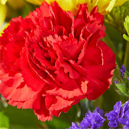 Brighter Days Bouquet –  Distinctive Design Studio Llc, Ham Lake MN