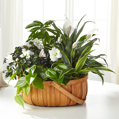 Serene Dishgarden –  Distinctive Design Studio Llc, Ham Lake MN