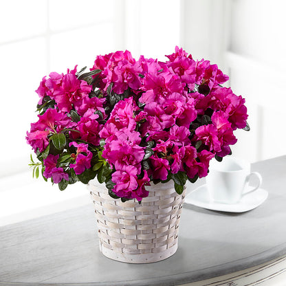 Hope & Serenity Azalea Plant –  Distinctive Design Studio Llc, Ham Lake MN