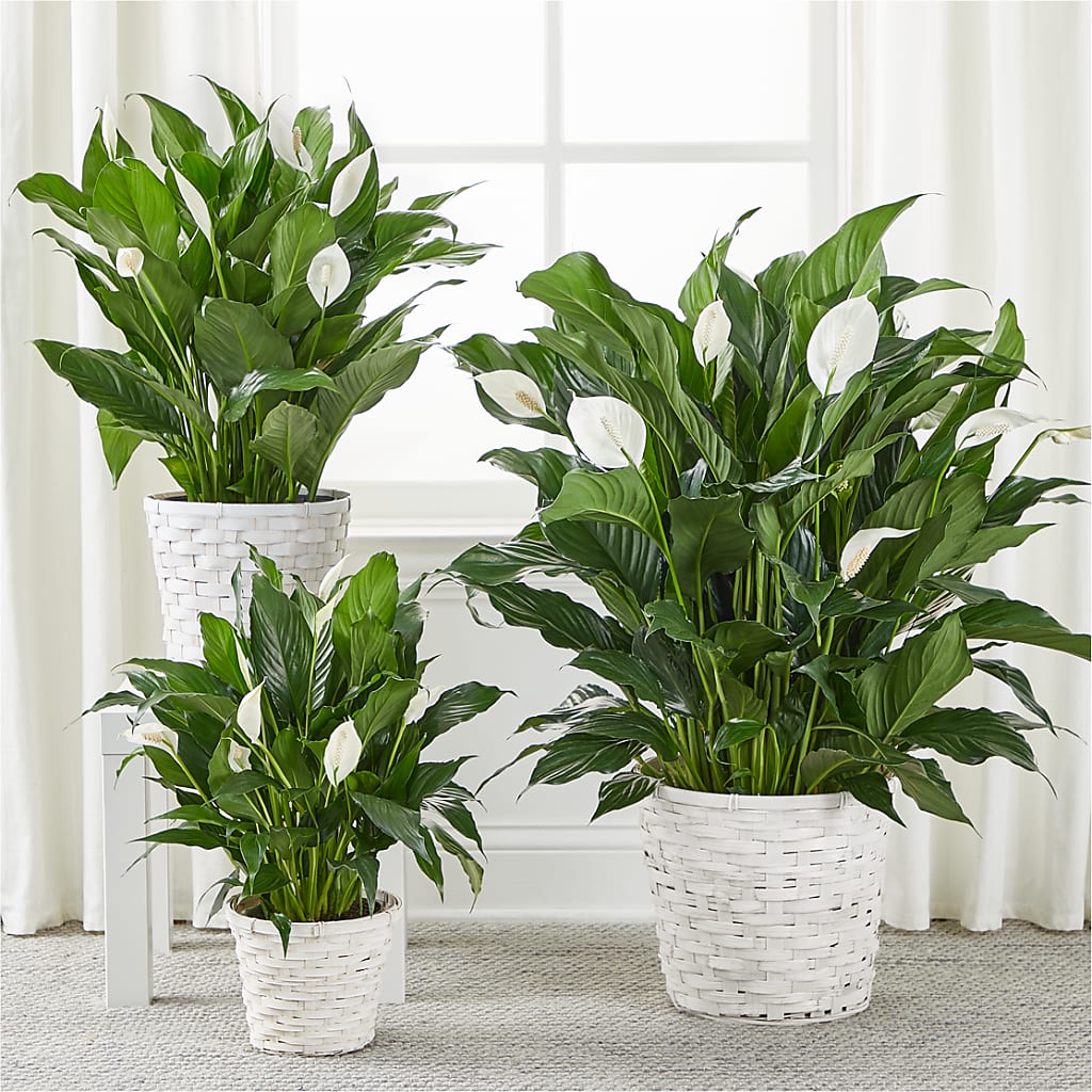 A New Leaf Peace Lily –  Distinctive Design Studio Llc, Ham Lake MN
