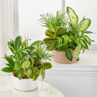 Balance & Harmony Dishgarden –  Distinctive Design Studio Llc, Ham Lake MN