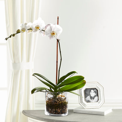 White Orchid Planter –  Distinctive Design Studio Llc, Ham Lake MN